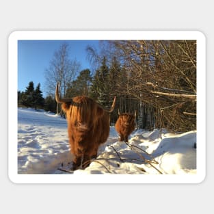 Scottish Highland Cattle Cows 2280 Sticker